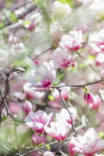 Ramas Magnolia Rosa Hermosas Flores Primavera Las Ramas Hermoso Fondo —  Fotos de Stock