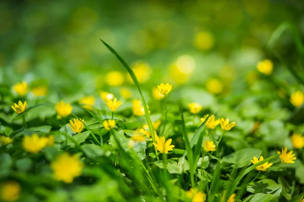 Ficaria Verna Ranunculus Ficaria Mindere Knolselderij Pilewort Vijgenboterbloem Kleine Gele — Stockfoto
