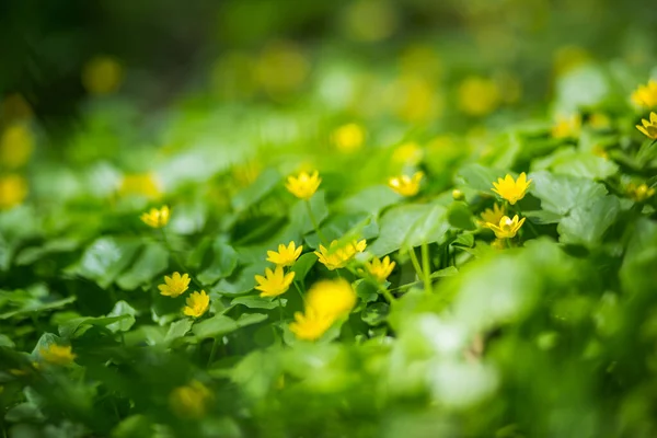 Ficaria Verna Ranunculus Ficaria Mindere Knolselderij Pilewort Vijgenboterbloem Kleine Gele — Stockfoto
