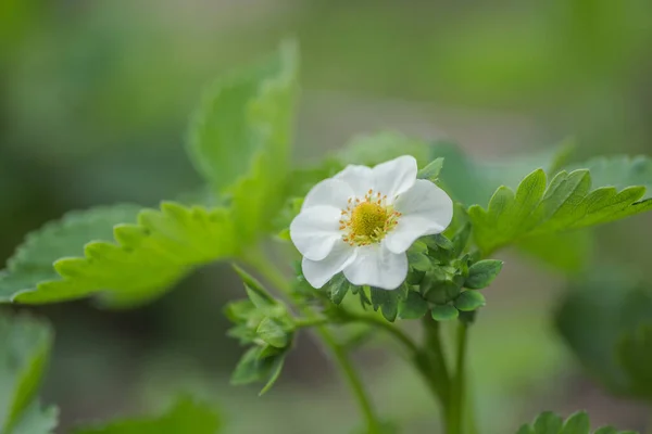 Krásná Bílá Jahodová Květinka Zahradě První Úroda Jahod Začátku Léta — Stock fotografie