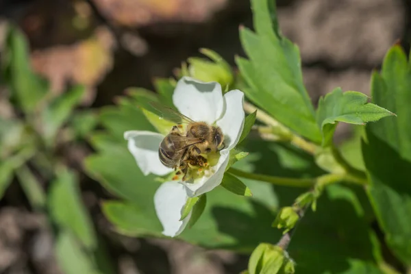 Bal Arısı Bahçedeki Güzel Beyaz Çilek Çiçeğinden Nektar Topluyor Yazın — Stok fotoğraf