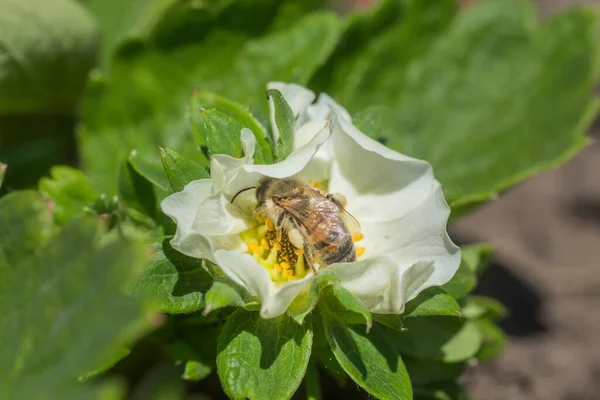 Med Včela Sbírat Nektar Krásné Bílé Jahodové Květiny Zahradě První — Stock fotografie