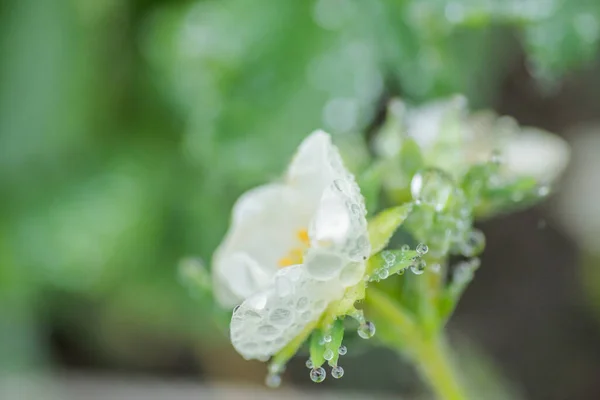 Beautiful White Strawberry Flower Raindrops Garden First Crop Strawberries Early — Stock Photo, Image