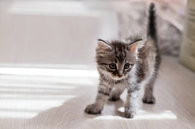 Yerde oynayan küçük gri kedi yavrusu. Kedi yavrusu sırtını kamçıladı ve ayağını uzattı. Neşeli sağlıklı kedi..
