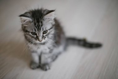 Küçük kedi yavrusu yerde oturuyor. Yukarıdan görüntüle