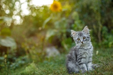 Küçük gri kedi yavrusu ilk kez sokakta korkuyor. Kedi yavrusu ayçiçeğinin yanındaki yeşil çimlerin üzerinde oturur. Sağlıklı bir kedi kendi kendine yürür..