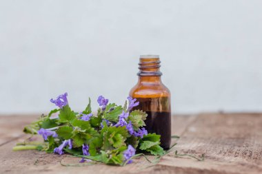 Glechoma Hederacea 'dan ilaç şişesi, Nepeta Glechoma Benth, ve kaçak-robin, bir grup çiçek açan Jenny' nin yanında. İlaç bitkilerinin hazırlanması.