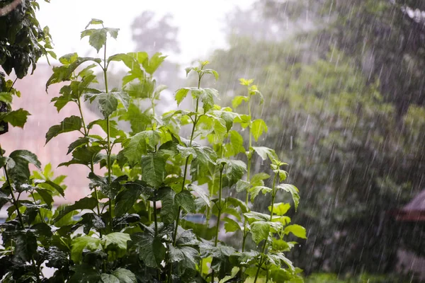 Heavy Downpour Raindrops Background Foliage Wet Leaves Trees — Stock Photo, Image