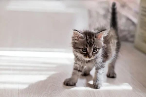 一只灰色的小猫在地板上玩耍 小猫拱起他的背 伸了伸他的脚 快乐健康的猫 — 图库照片