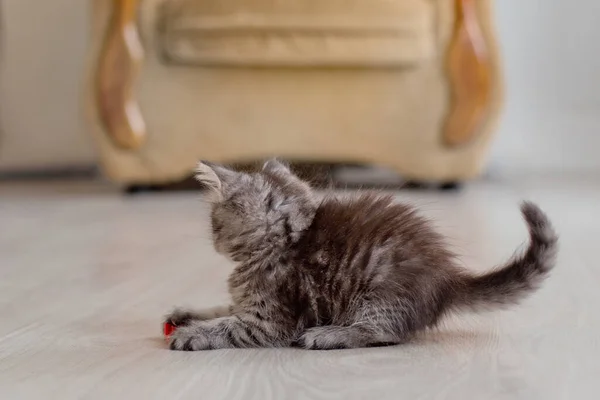 Yerde Oynayan Küçük Gri Kedi Yavrusu Kedi Yavrusu Sırtını Kamçıladı — Stok fotoğraf