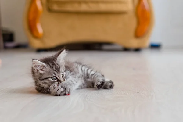 Little Beautiful Kitten Holds Paws Toy Gray Striped Kitten Lies — Stock Photo, Image