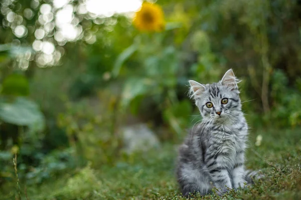Küçük Gri Kedi Yavrusu Ilk Kez Sokakta Korkuyor Kedi Yavrusu — Stok fotoğraf