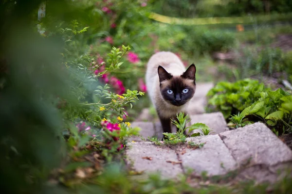 黒い顔の猫はバラの間に階段を上る フリーレンジ猫 路上の家畜 — ストック写真