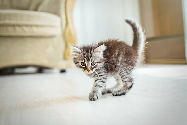 Ένα Μικρό Ριγέ Γατάκι Φοβήθηκε Και Λύγισε Μικρή Γάτα Τράβηξε — Φωτογραφία Αρχείου