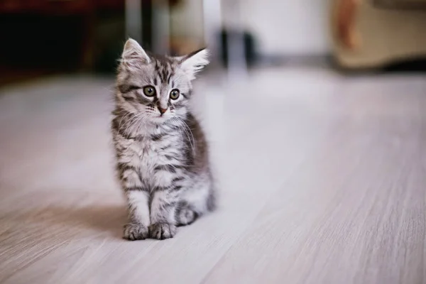 Μικρό Ριγέ Γατάκι Κάθεται Μεγάλο Δωμάτιο Όμορφη Γάτα Υποκλίθηκε Κεφάλι — Φωτογραφία Αρχείου