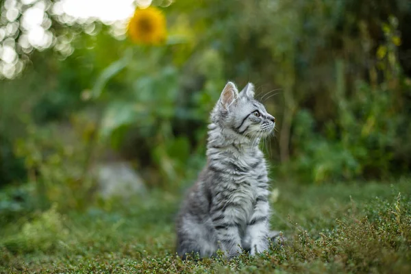 Little Gray Scared Kitten First Time Street Kitten Sits Green — Stock Photo, Image