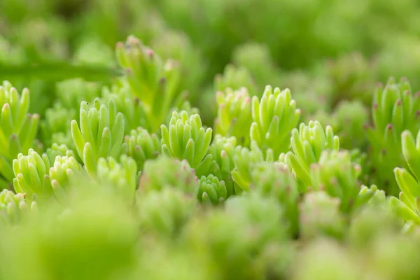 stock image Sedum acre, goldmoss, mossy stonecrop, goldmoss sedum, biting stonecrop and wallpepper green young plants in close-up. Natural background of ground cover plant.