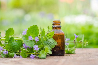 Glechoma Hederacea Jenny 'den bir ilaç şişesi, yeşil arka planda bir demet ilacın yanında. Tıbbi bitkilerin hazırlanması. Çim iksiri hazır. Etnosbilimi.