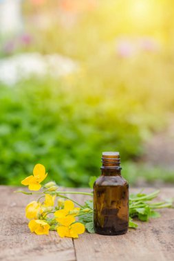 Chelidonium Majus, Celandine, Meme otu, Kırlangıç otu ve ahşap masadaki tetterwort çiçeklerinden alınan ilaç şişesi. İlaç hazırlama bitkileri. Çim iksiri hazır. Etnosbilimi.