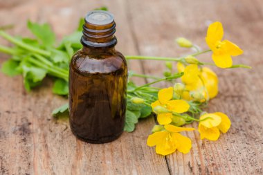 Chelidonium Majus, Celandine, Meme otu, Kırlangıç otu ve ahşap masadaki tetterwort çiçeklerinden alınan ilaç şişesi. İlaç hazırlama bitkileri. Çim iksiri hazır. Etnosbilimi.