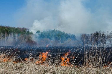 Büyük ölçekli bir orman ateşi arka planda Kuru Çim ve ağaçlar yanan alan. Yaz aylarında sıcak rüzgarlı hava nedeniyle vahşi ateş. İlkbahar ve sonbahar alanlarında yanan çim tehlikeli etkileri.