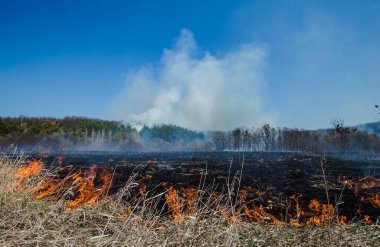 Burning field of dry grass and trees on the background of a large-scale forest fire. Wild fire due to hot windy weather in summer. dangerous effects of burning grass in the fields in the spring and autumn. clipart