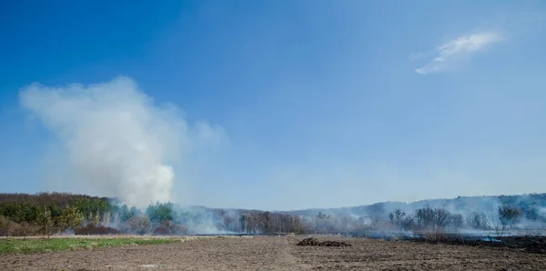 Velký Lesní Požár Hořící Pole Suché Trávy Stromů Hustý Kouř — Stock fotografie
