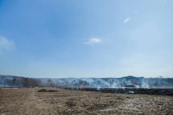 Крупный Лесной Пожар Горящее Поле Сухой Травы Деревьев Толстый Дым — стоковое фото