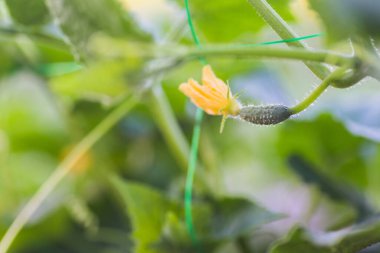 Sarı salatalık çiçekleri kıvırcık tüylü, güzel salatalıklar köyün bahçesinde. Sistemde salatalık belası var. Açık havada salatalık yatağı. Bir yeşil olgun salatalık yaprakların arasında bir çalılıkta. Bahçenin arka planında salatalık var. Öne