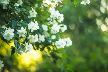 Yeşil yapraklardan oluşan bir arka planda beyaz yasemin çiçeği. Aromatik yağ yapımında kullanılan bitkinin kokusu..