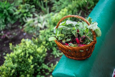 Yazın çiftçi sepetinde yeşil yapraklı turptan taze alınmış çirkin organik meyveler. Organik tarım