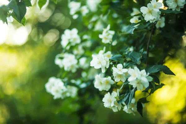 stock image jasmine flowers in a garden. White fragrant Philadelphus or garden jasmine flowers at sunset.