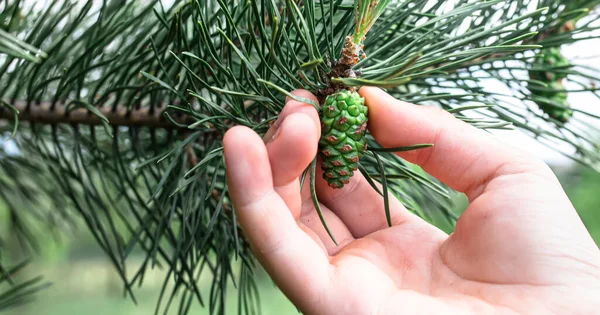 Young Green Bump Branches Pine Growing Forest Male Cones Pine — Stock Photo, Image
