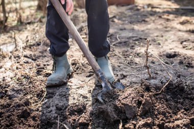 Bahçede kirli çizmeleri olan çalışkan bir çiftçinin ayağı tohum ekmek için toprağı kazıyor. Botlu bir adam baharda patates ya da sebze ekmek için toprak kazar..