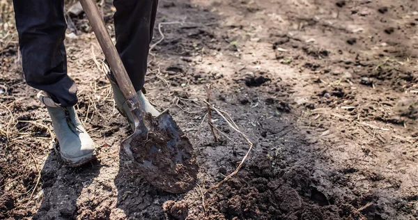 A man in boots digs beds in the ground to plant potatoes or vegetables in the spring. The foot of a hard-working farmer in dirty boots in the garden digs up the soil for planting seeds or seedlings in the spring.
