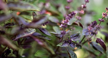 Fesleğen çiçeği, büyük fesleğen, bahçede Aziz Joseph 'in otlu mor çalısı. Yemekler için diyet çeşnisi. Eğik masaya katkı. Doğal tarımda GDO 'suz bitkiler. Odaklanmamış