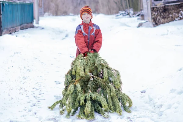 Duża Zielona Sosna Bożonarodzeniowego Targu Śniegu Dziecko Niesie Choinkę Domu — Zdjęcie stockowe
