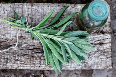 Bir sürü güzel kokulu bitki, Salvia officinalis, bir bitkibilimciyle kurutulduğu için asılmış adaçayı. Alternatif tıp iksirlerinin hazırlanması için tıbbi şifalı bitkilerin hazırlanması