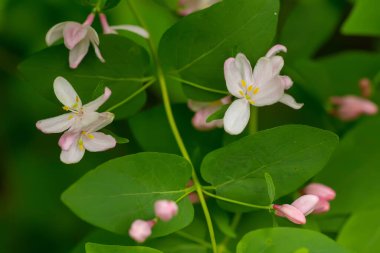 Vahşi çalı Lonicera tatarica, pembe çiçekli Tatarya hanımeli. Avrupa ve Ukrayna 'nın bal bitkisi. Tentürlerin ve ilaçların alternatif tıp veya homeopati için hazırlanmasında kullanılan şifalı bitkiler.