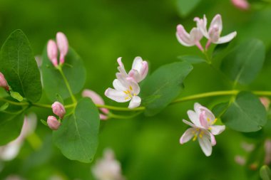 Vahşi çalı Lonicera tatarica, pembe çiçekli Tatarya hanımeli. Avrupa ve Ukrayna 'nın bal bitkisi. Tentürlerin ve ilaçların alternatif tıp veya homeopati için hazırlanmasında kullanılan şifalı bitkiler.