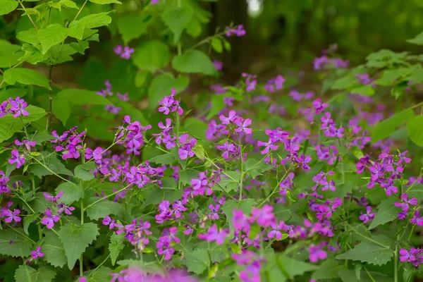 Lunaria, honesty, dollar plant, money-in-both-pockets, money plant, moneywort, moonwort, and silver dollar a flower with translucent fruits in the form of coins. Pink perennial flower. Natural herbs in flowerbeds and meadows.