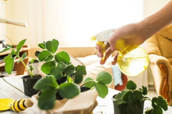 Spraying plants at home with a spray gun. Shoots of green bushes of strawberries. Harvest strawberries from a potted plant grown from seeds sown in a garden bed dug in the soil.