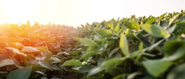 Glycine max, soya fasulyesi, soya fasulyesi endüstriyel ölçekte soya fasulyesi yetiştiriyor. Vejetaryenler için ürünler. Güneşli bir günde tarımsal soya çiftliği. Yabani otlarla kaplı tedavi edilmemiş bir alan. Yumuşak odak