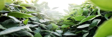 Glycine max, soya fasulyesi, soya fasulyesi endüstriyel ölçekte soya fasulyesi yetiştiriyor. Vejetaryenler için ürünler. Güneşli bir günde tarımsal soya çiftliği. Yabani otlarla kaplı tedavi edilmemiş bir alan. Yumuşak odak