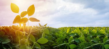 Glycine max, soya fasulyesi, soya fasulyesi endüstriyel ölçekte soya fasulyesi yetiştiriyor. Vejetaryenler için ürünler. Güneşli bir günde tarımsal soya çiftliği. Yabani otlarla kaplı tedavi edilmemiş bir alan. Yumuşak odak