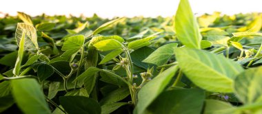 Glycine max, soya fasulyesi, soya fasulyesi endüstriyel ölçekte soya fasulyesi yetiştiriyor. Vejetaryenler için ürünler. Güneşli bir günde tarımsal soya çiftliği. Yabani otlarla kaplı tedavi edilmemiş bir alan. Yumuşak odak