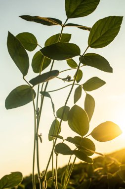 Glycine max, soya fasulyesi, soya fasulyesi endüstriyel ölçekte soya fasulyesi yetiştiriyor. Vejetaryenler için ürünler. Güneşli bir günde tarımsal soya çiftliği. Yabani otlarla kaplı tedavi edilmemiş bir alan. Yumuşak odak