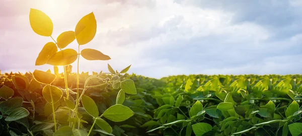 Glycine max, soybean, soya bean sprout growing soybeans on an industrial scale. Products for vegetarians. Agricultural soy plantation on sunny day. untreated field with weeds. Soft focus