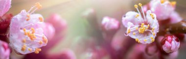 Baharda açan bir şeftali. Ağaç dalında güzel pembe bir çiçek. Yumuşak bir bahar arkaplanı, güneş ışınları ve bulanık bir arka plan, fotokopi alanı.