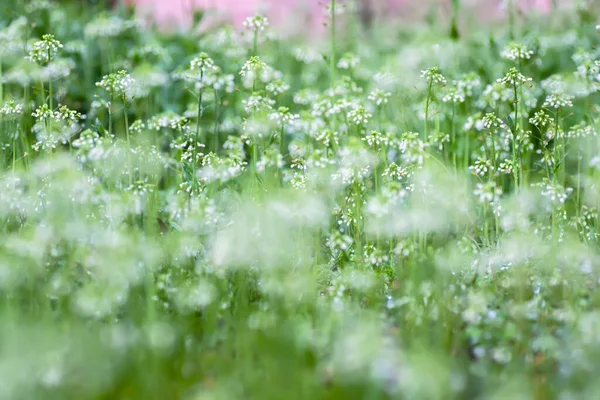 Delicate Lente Spruiten Met Witte Bloemen Capsella Bursa Pastoris Gesneden — Stockfoto